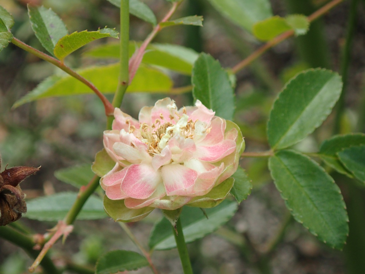 PC220441.JPG