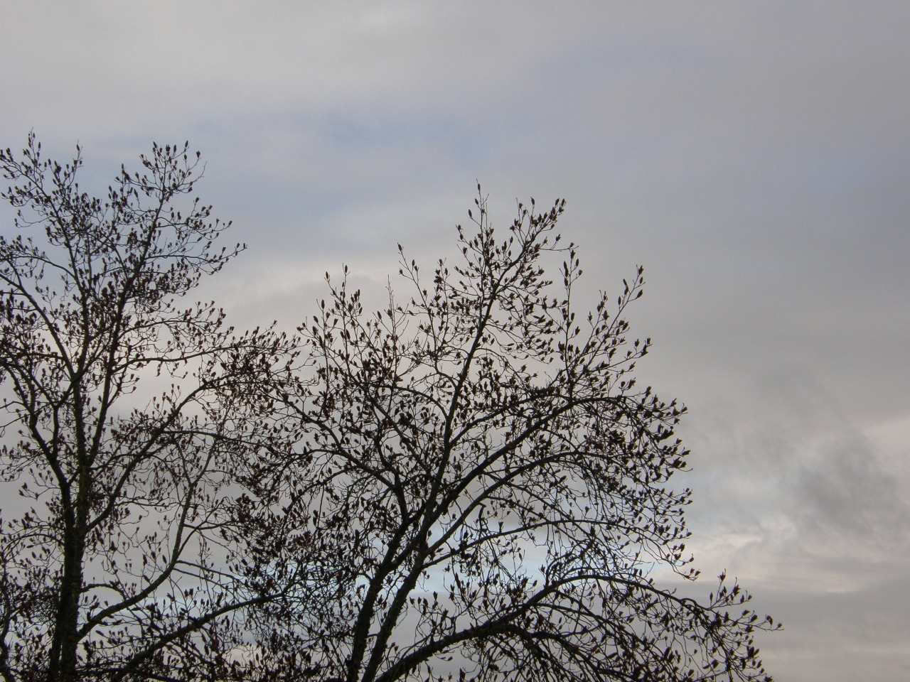 P1251100.JPG