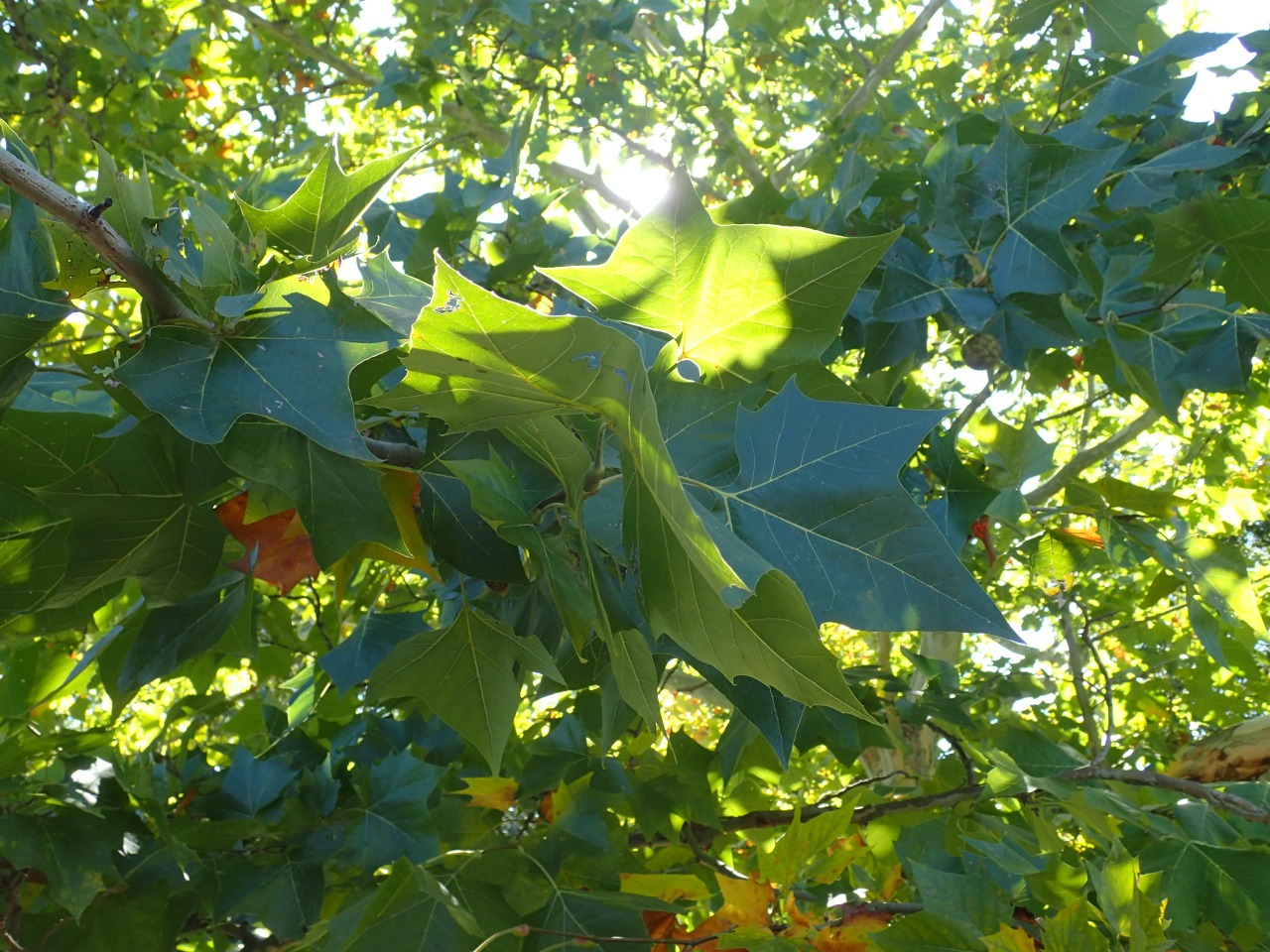 PA220827.JPG