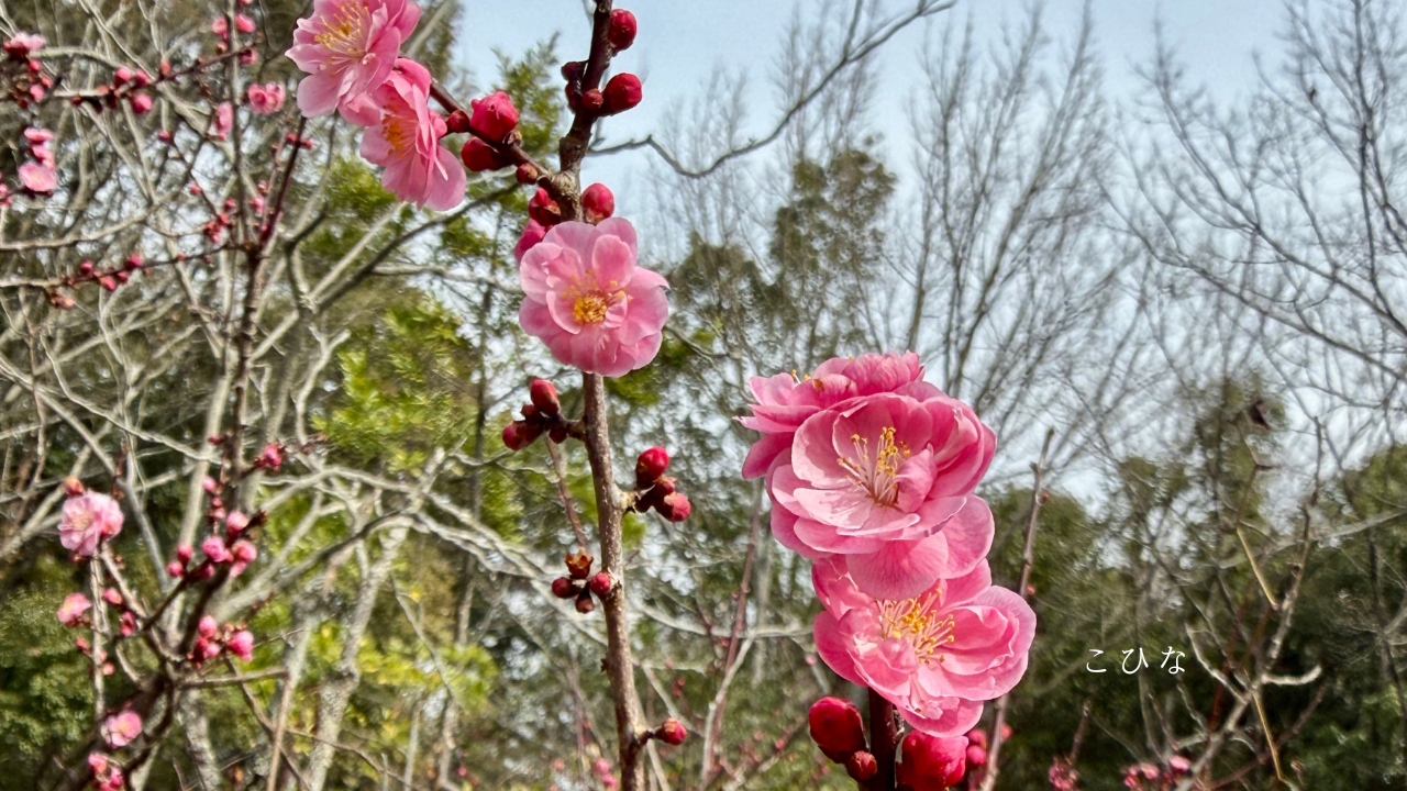 いのちいろ - 3.png