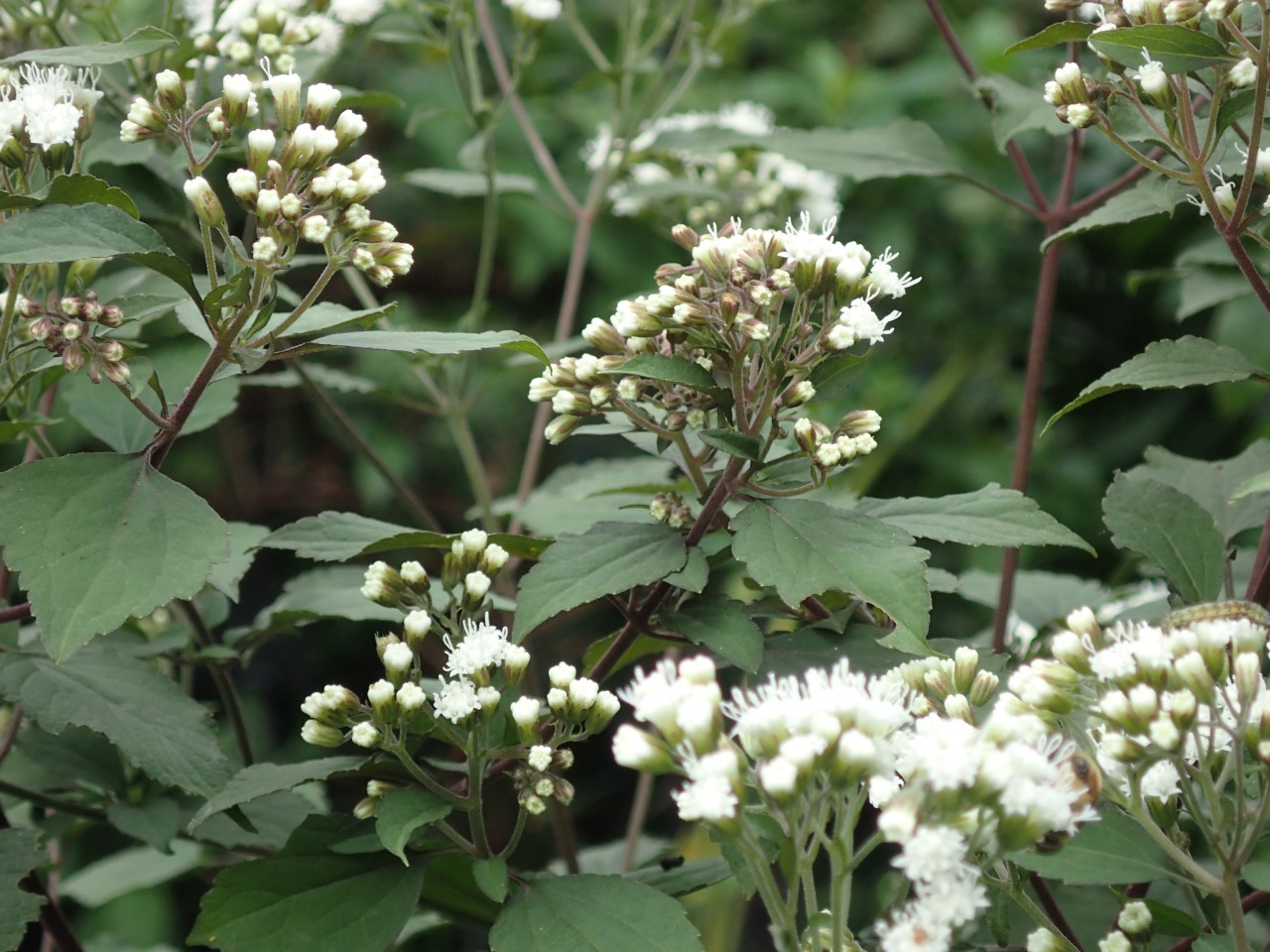 PA121278.JPG