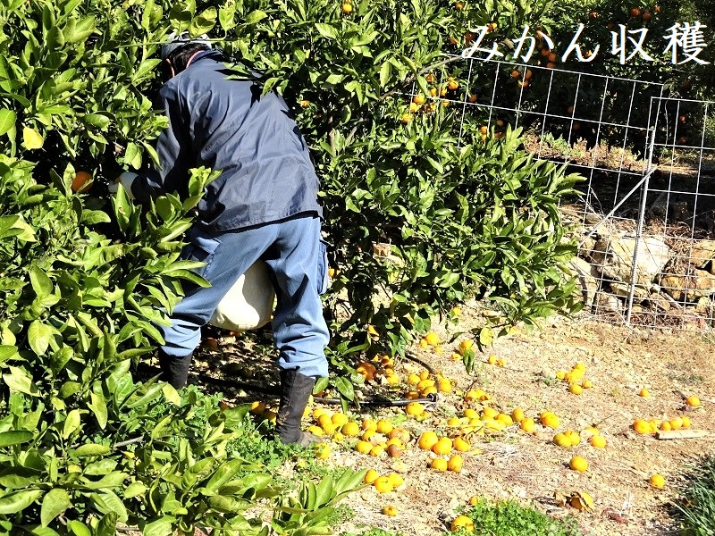 収穫か切り落としか？.JPG