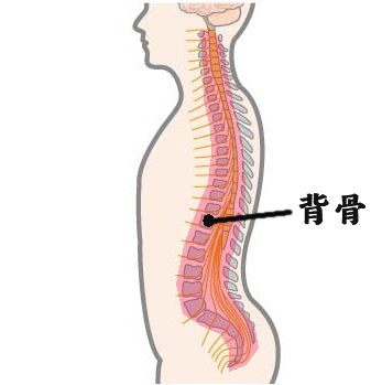 背骨.jpg