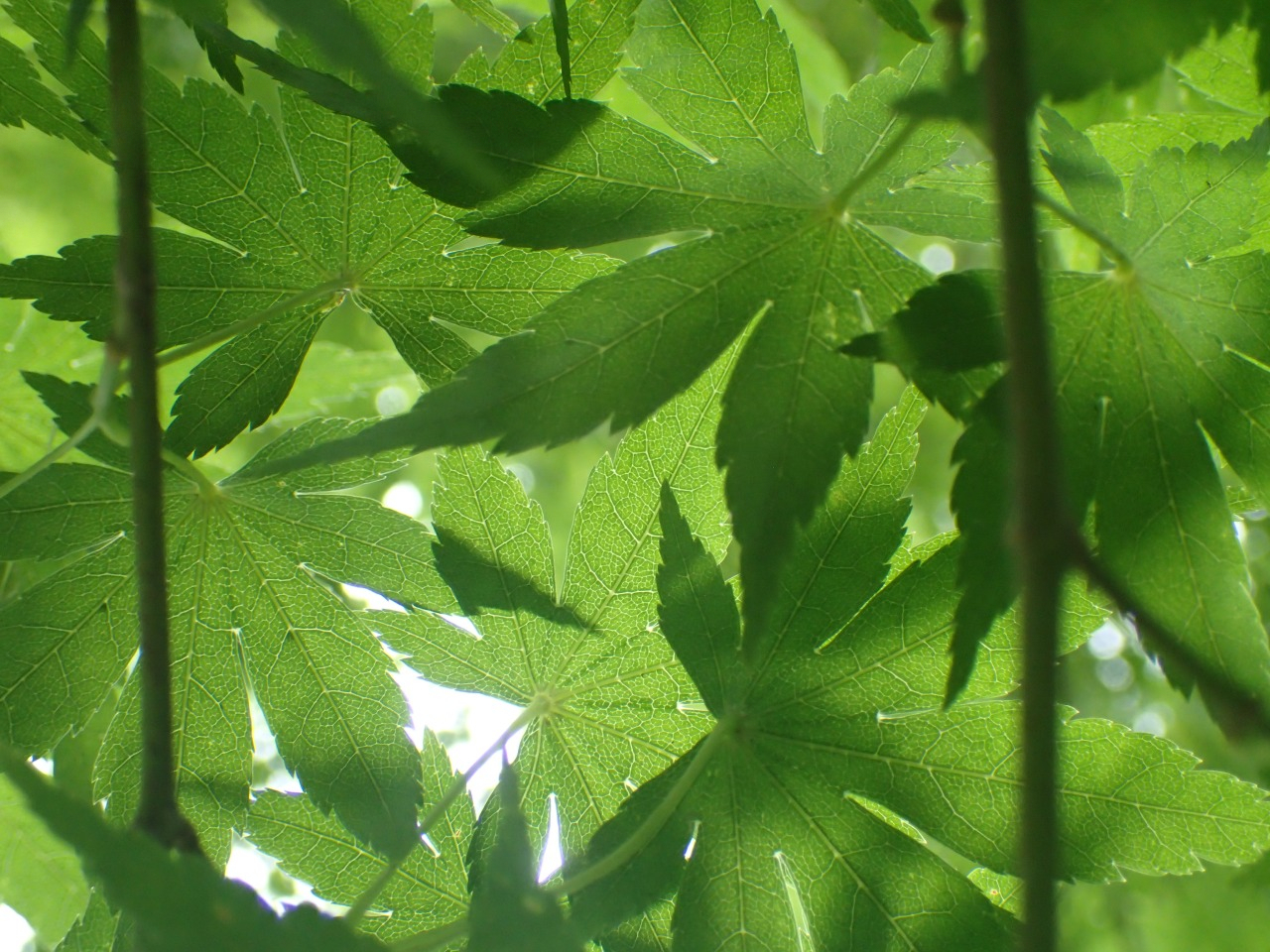 P6100487.JPG