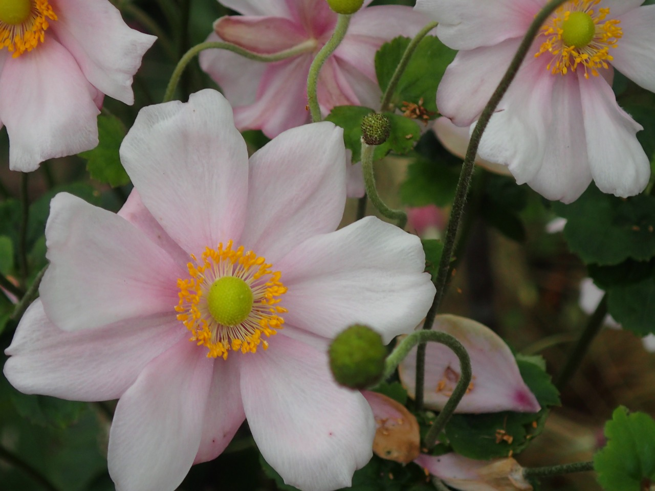 PA261209.JPG