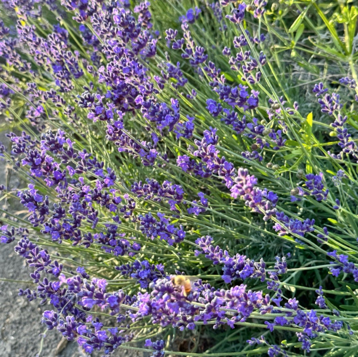 スクリーンショット 2024-06-09 11.40.49.png