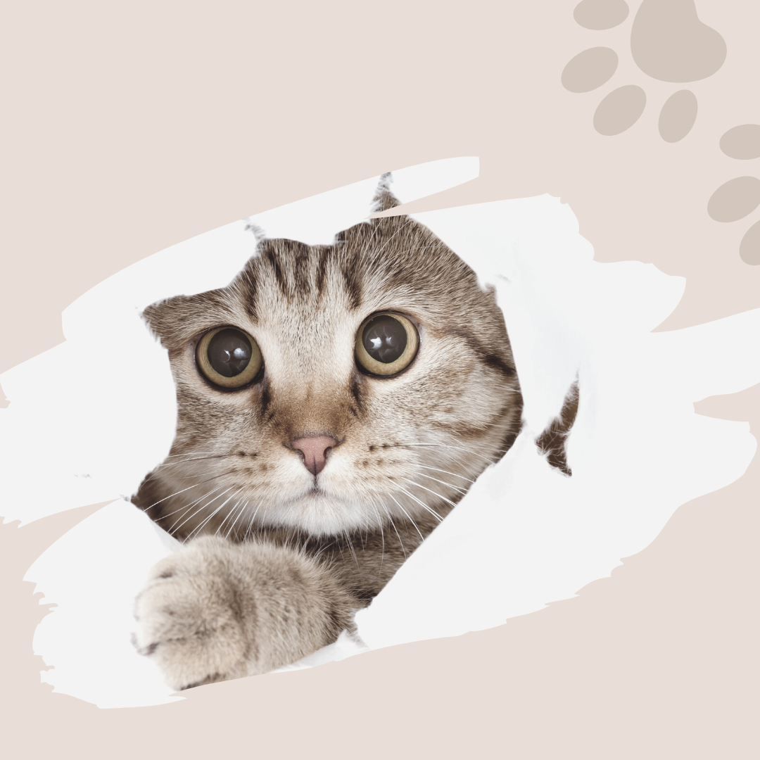 名称未設定のデザイン (30).png