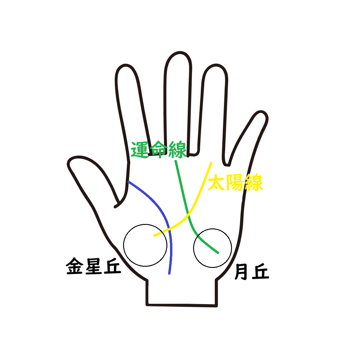 運命線と太陽線.png