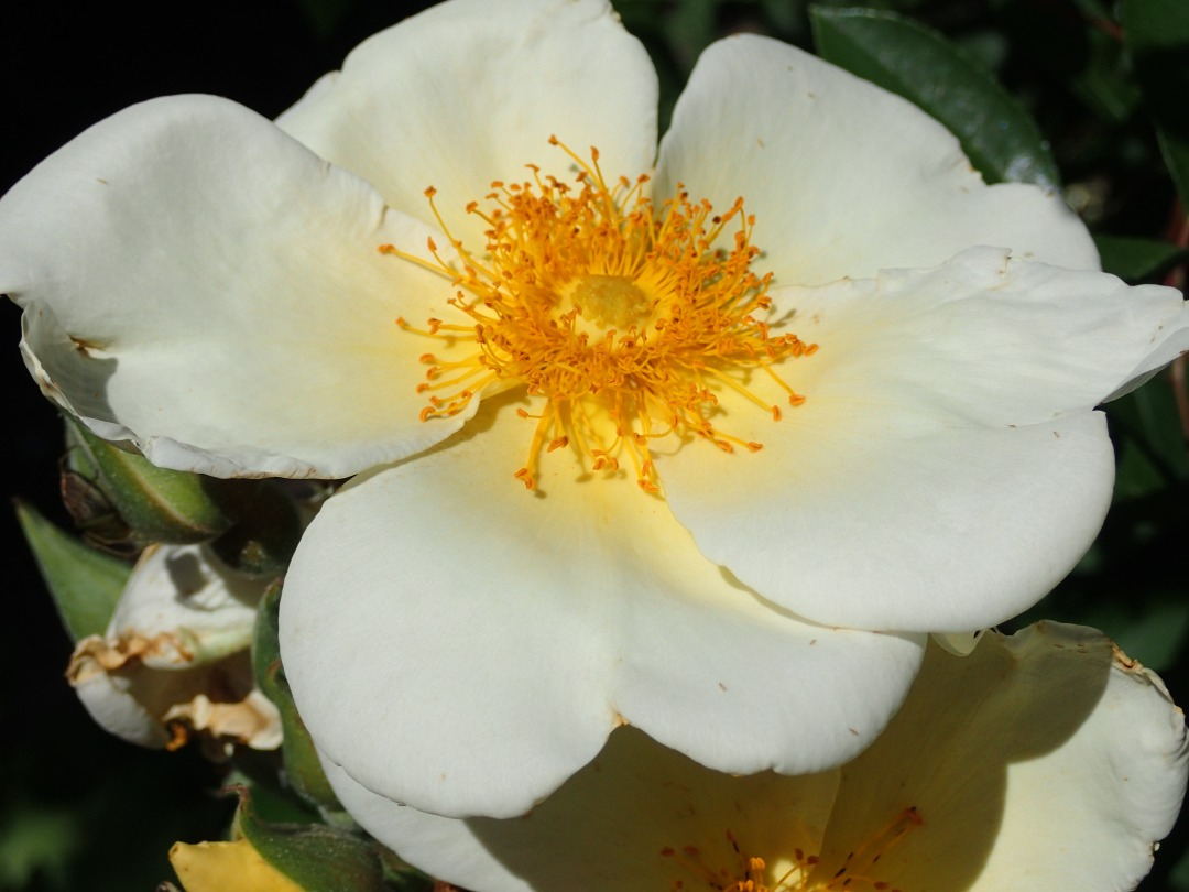 P5310003.JPG