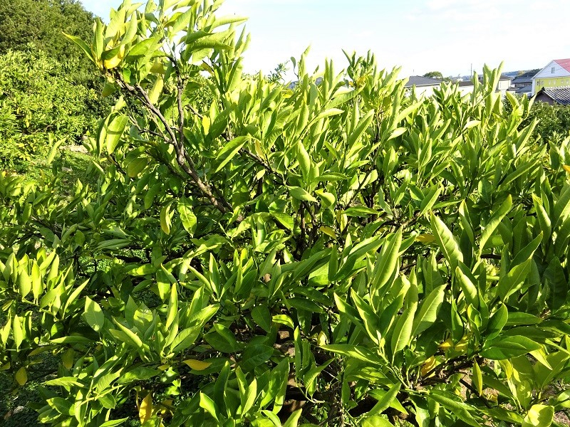 葉が上向き植物ホルモン2.JPG