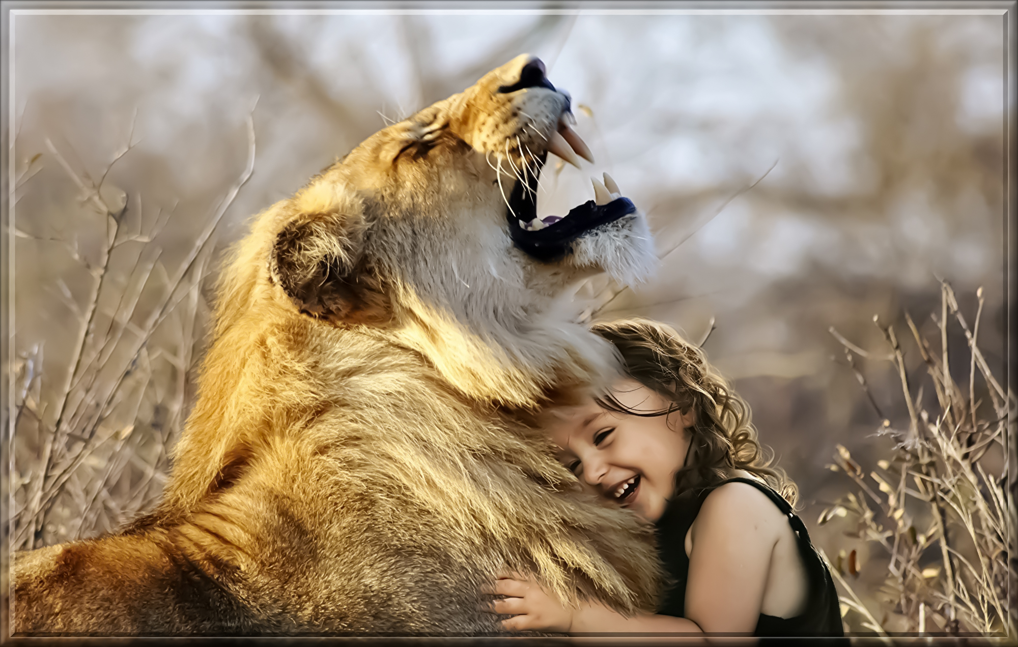 lion-3012515.jpg