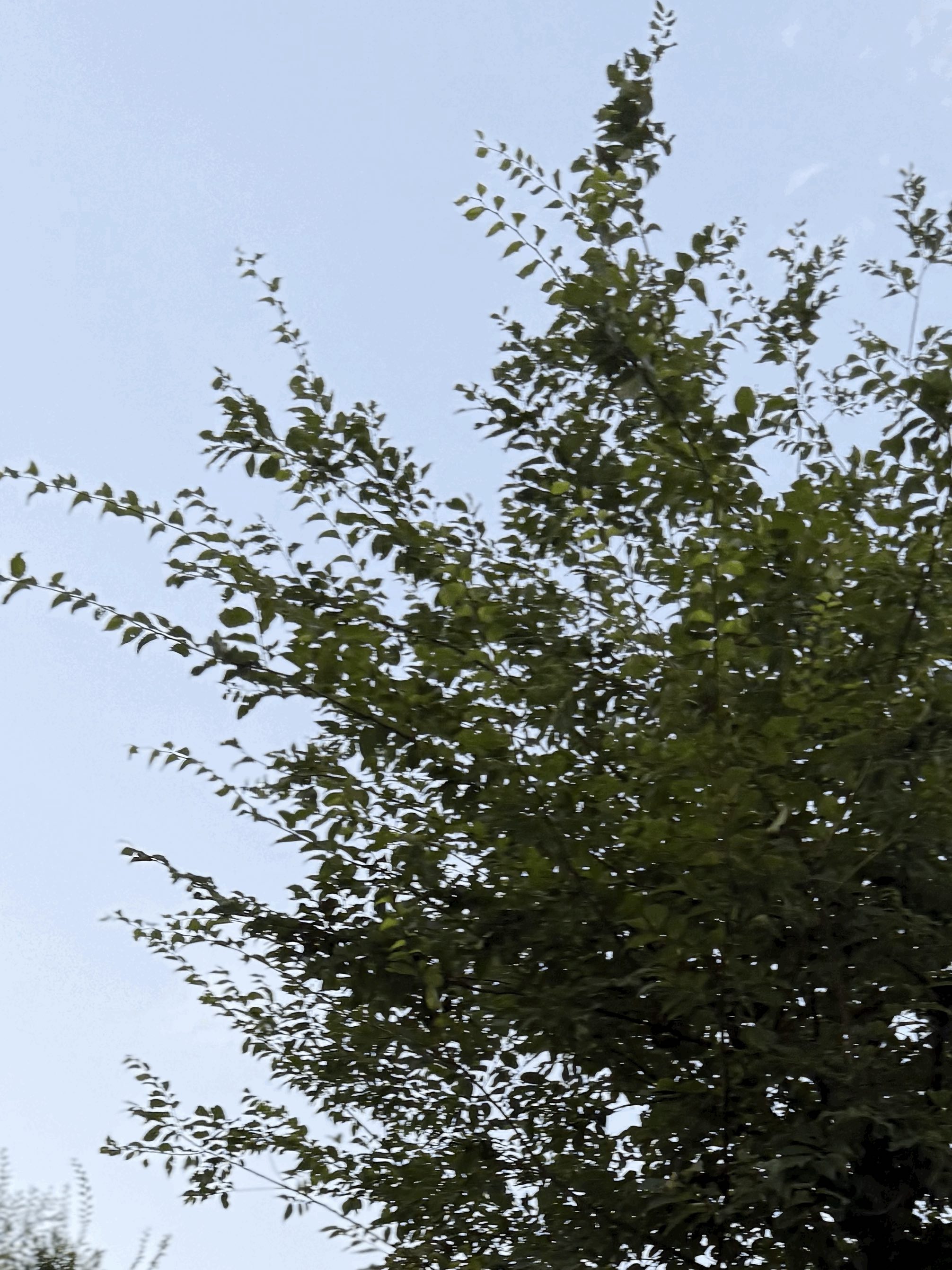 tempImageFem1hJ.gif