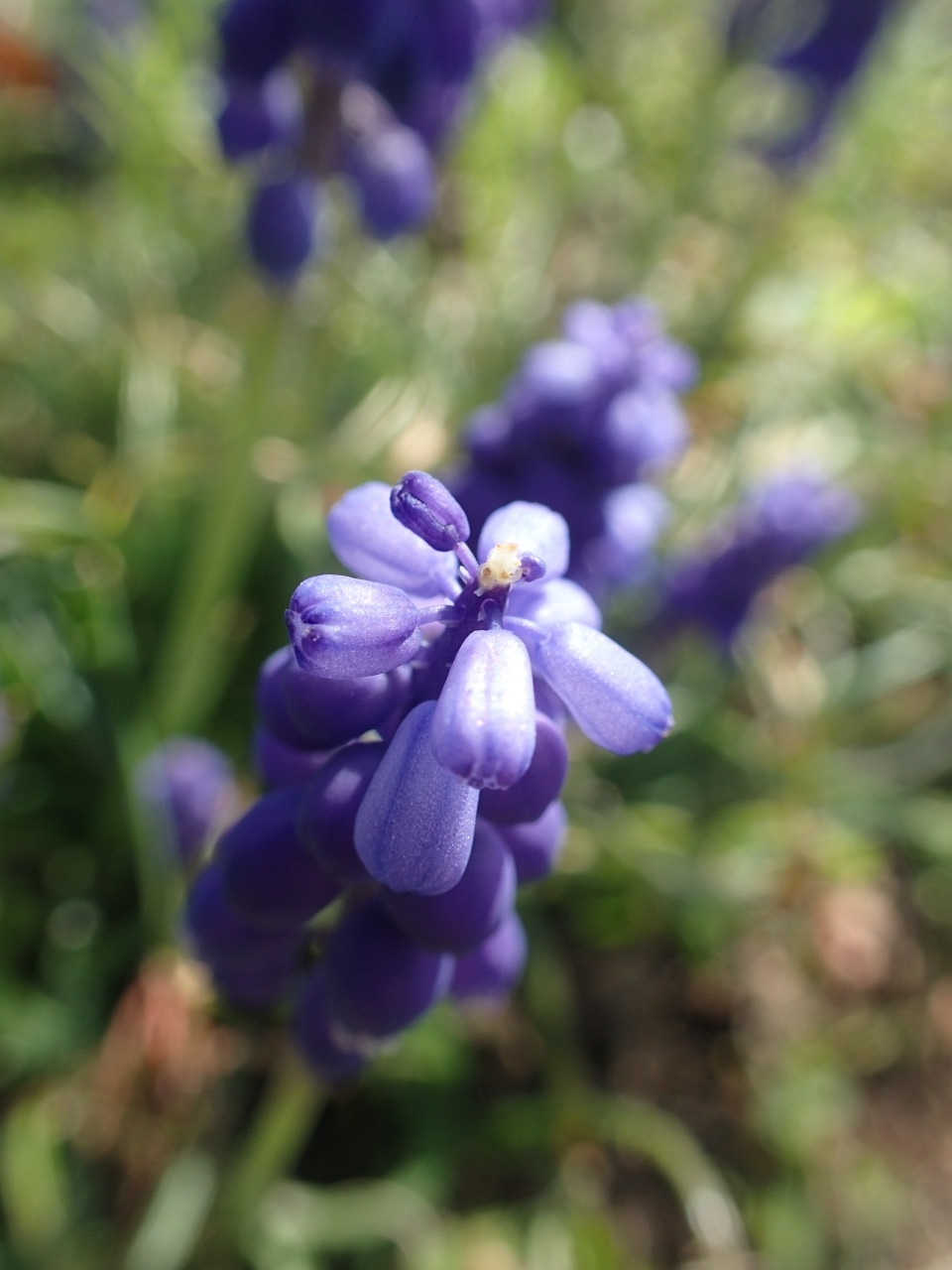 P3300051.JPG