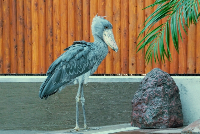 817803_s.jpg