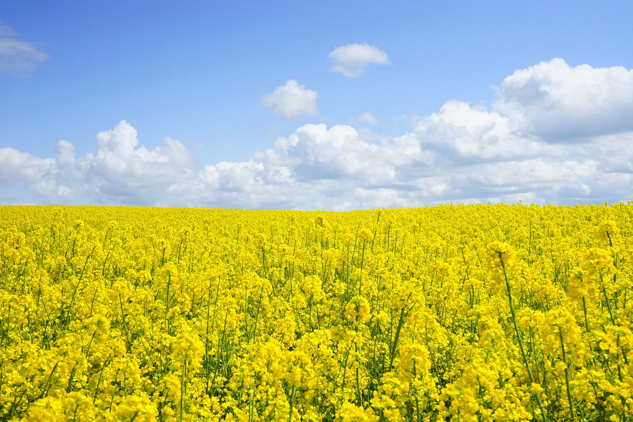 rapeseeds-ga338efae6_1280.jpg