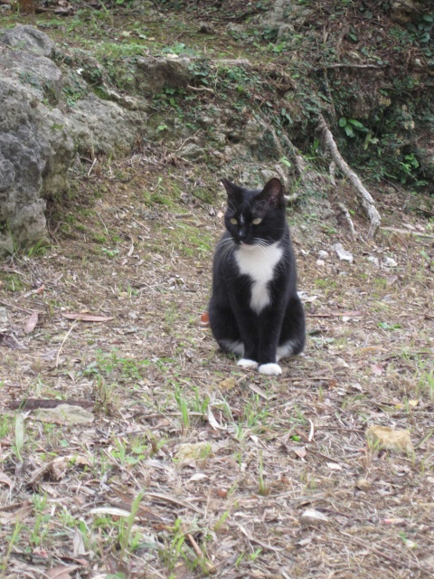 黒猫.jpg