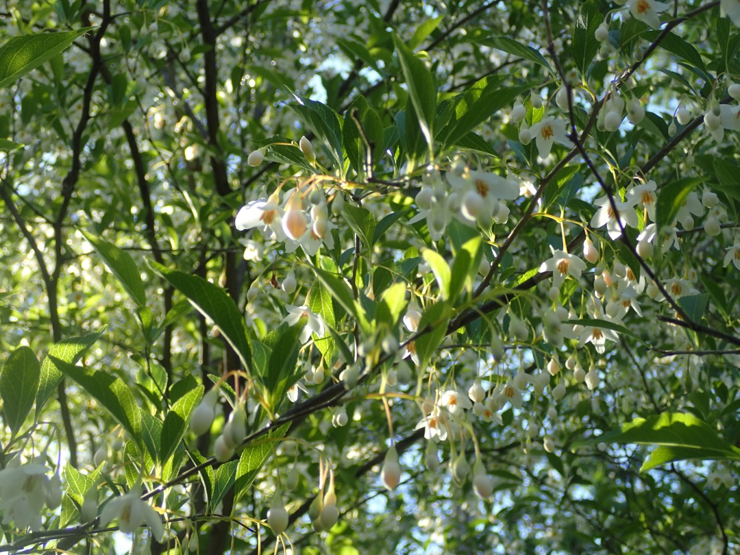 P5090437.JPG