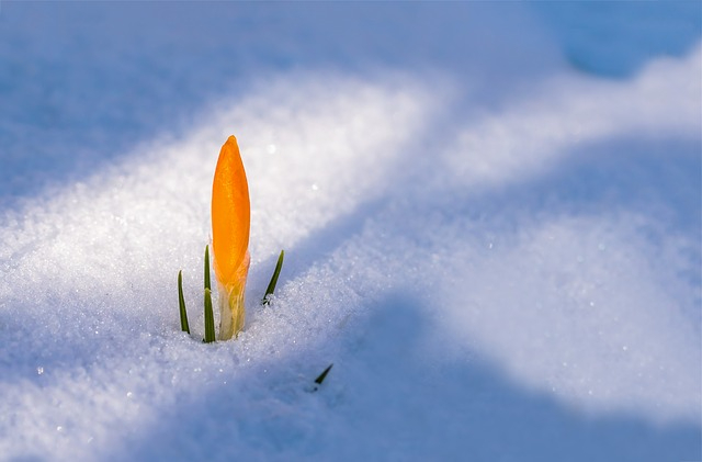 spring-awakening-3132112_640.jpg