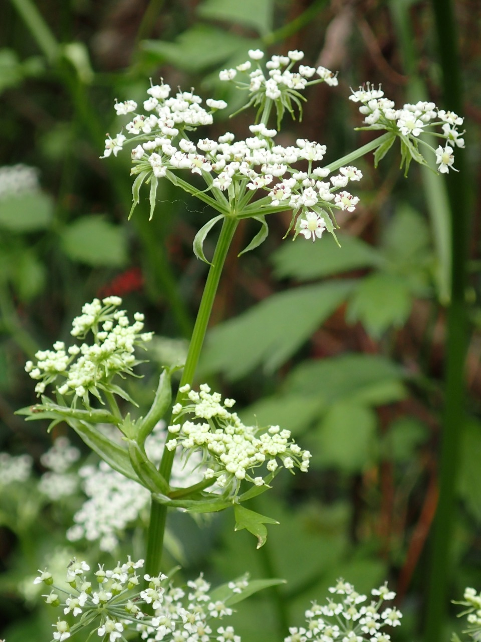 PA120925.JPG