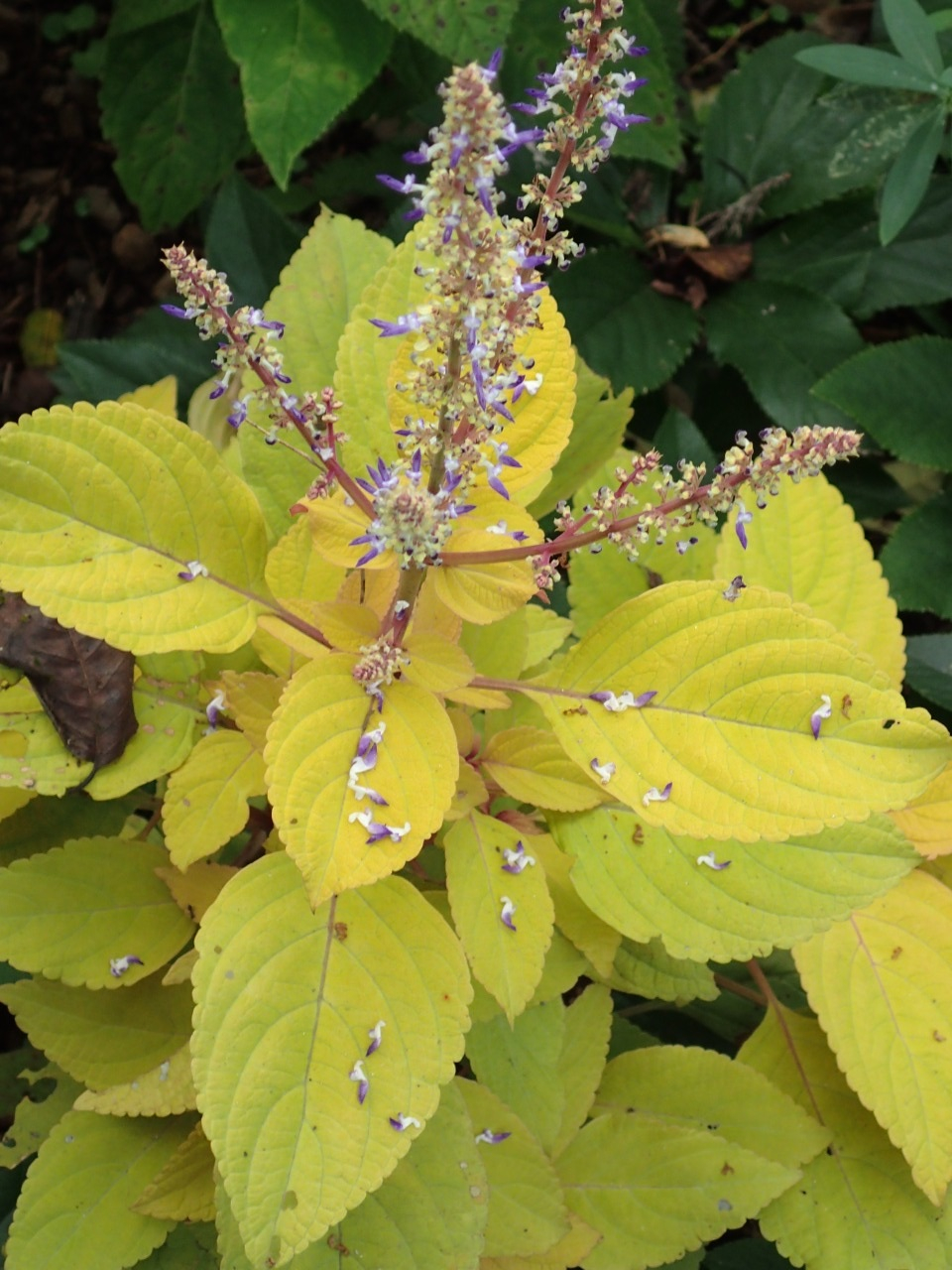 PA120728.JPG