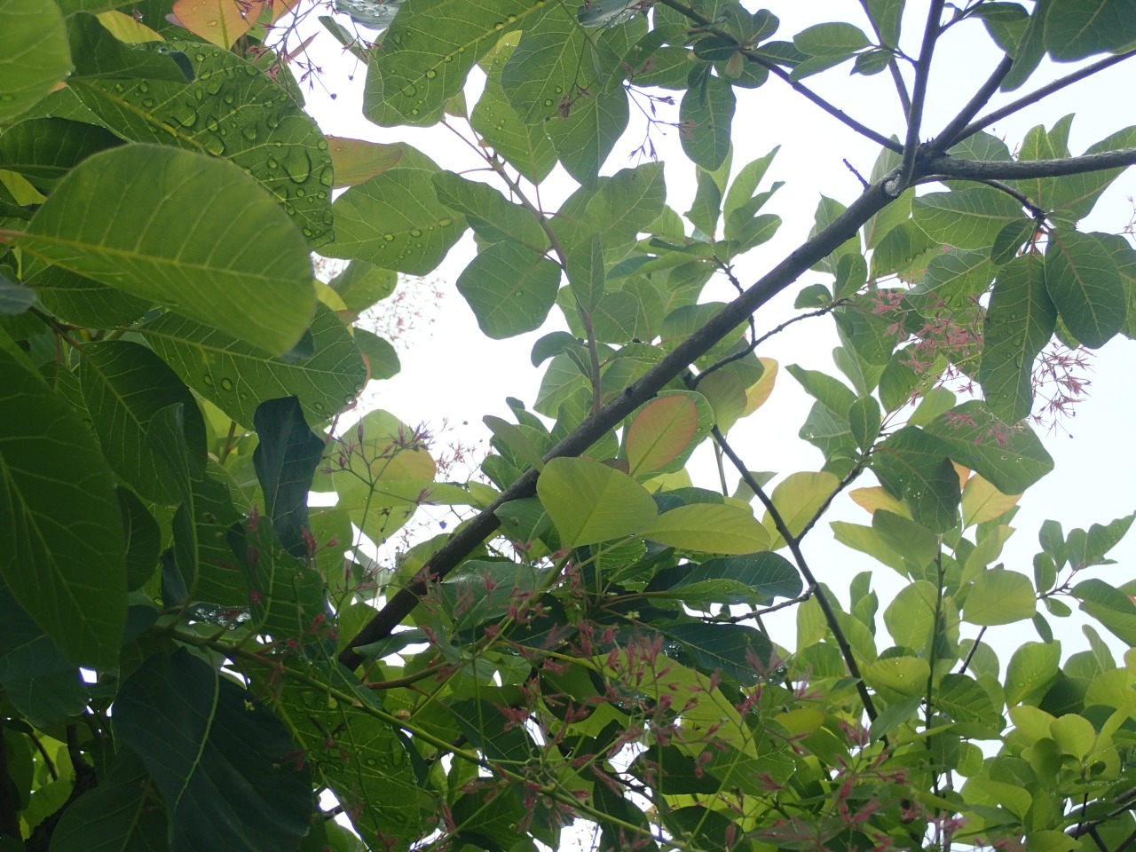 P5140869.JPG