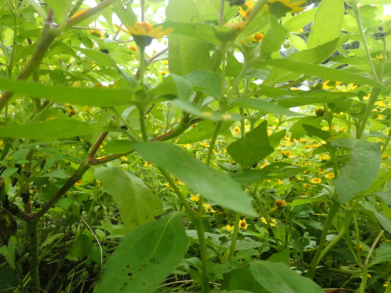 PA060141.JPG