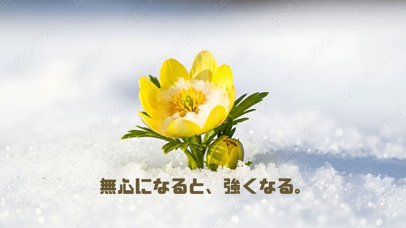 踏まれても踏まれても、咲いた福寿草 ②.jpg
