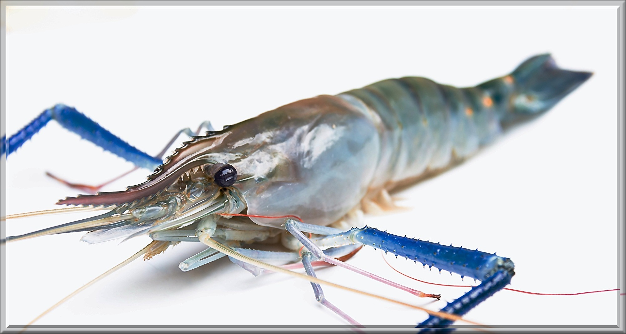 seafood-6892765.jpg