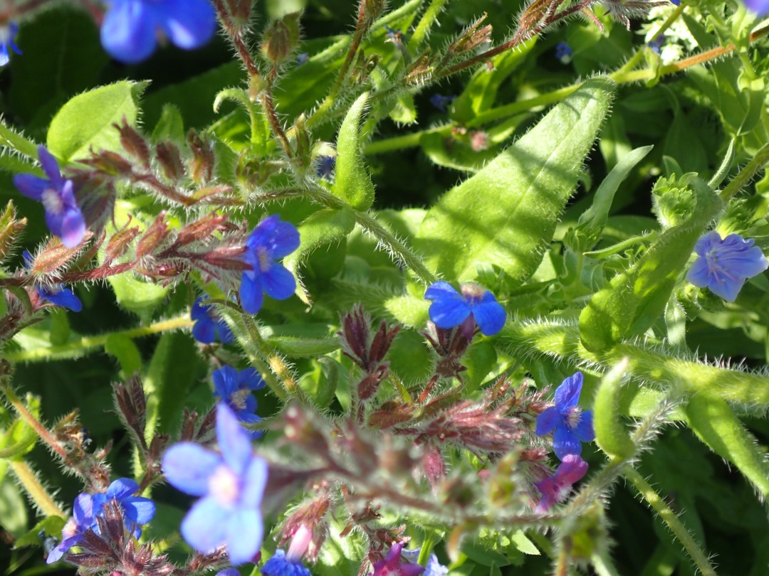 P5171021.JPG