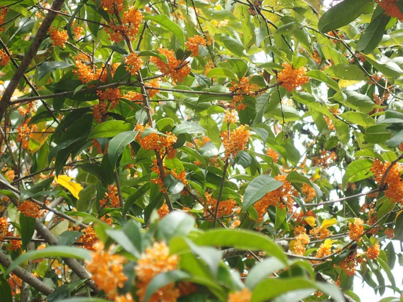 PA120519.JPG