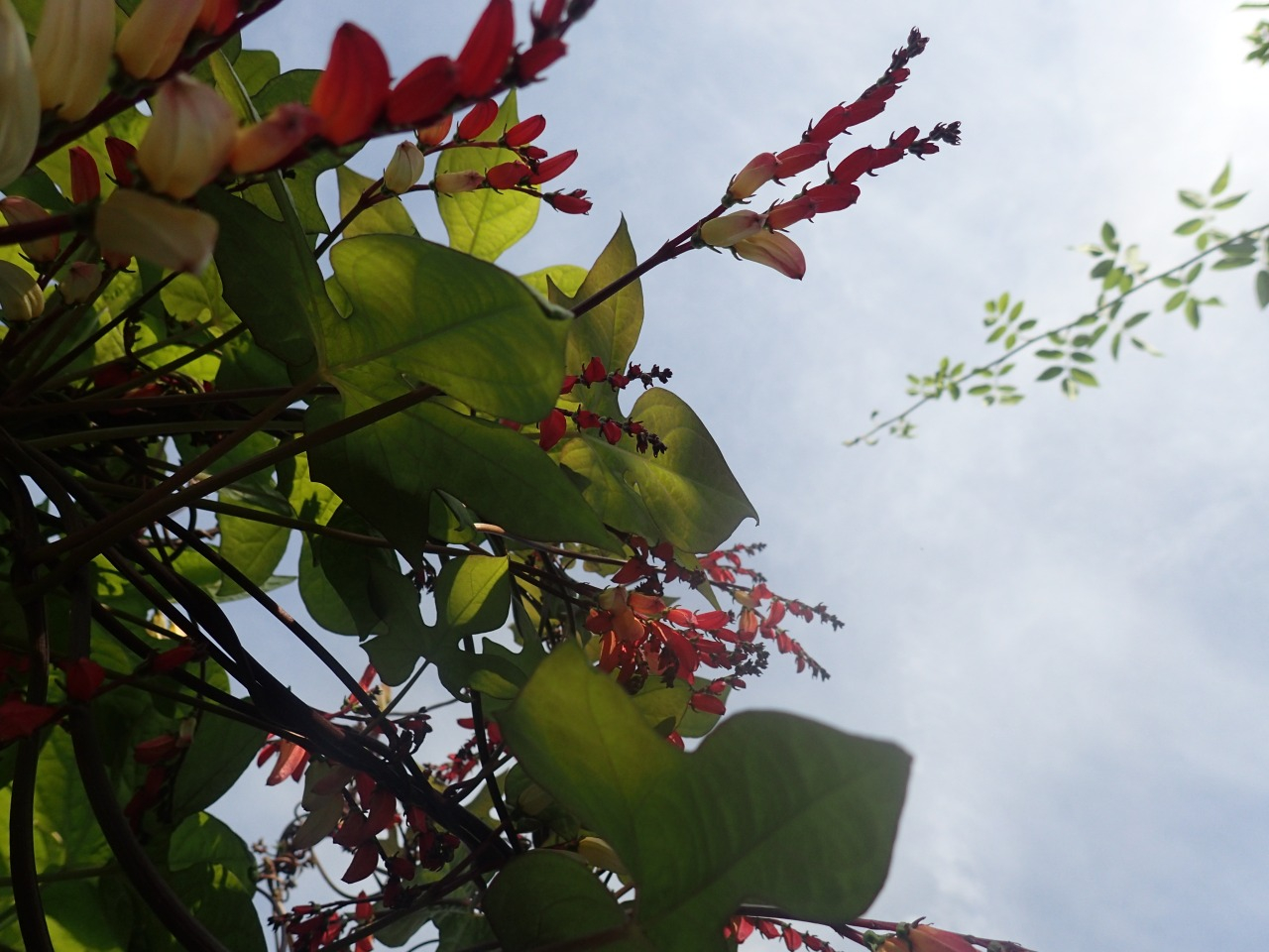 PB170598.JPG
