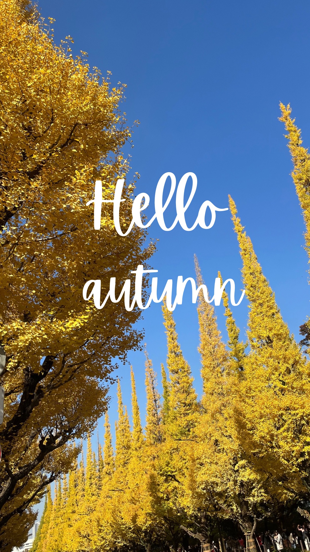 Orange brown leaves autumn phone wallpaper.PNG