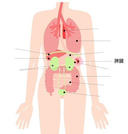 脾臓.jpg