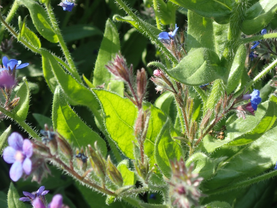 P5171022.JPG