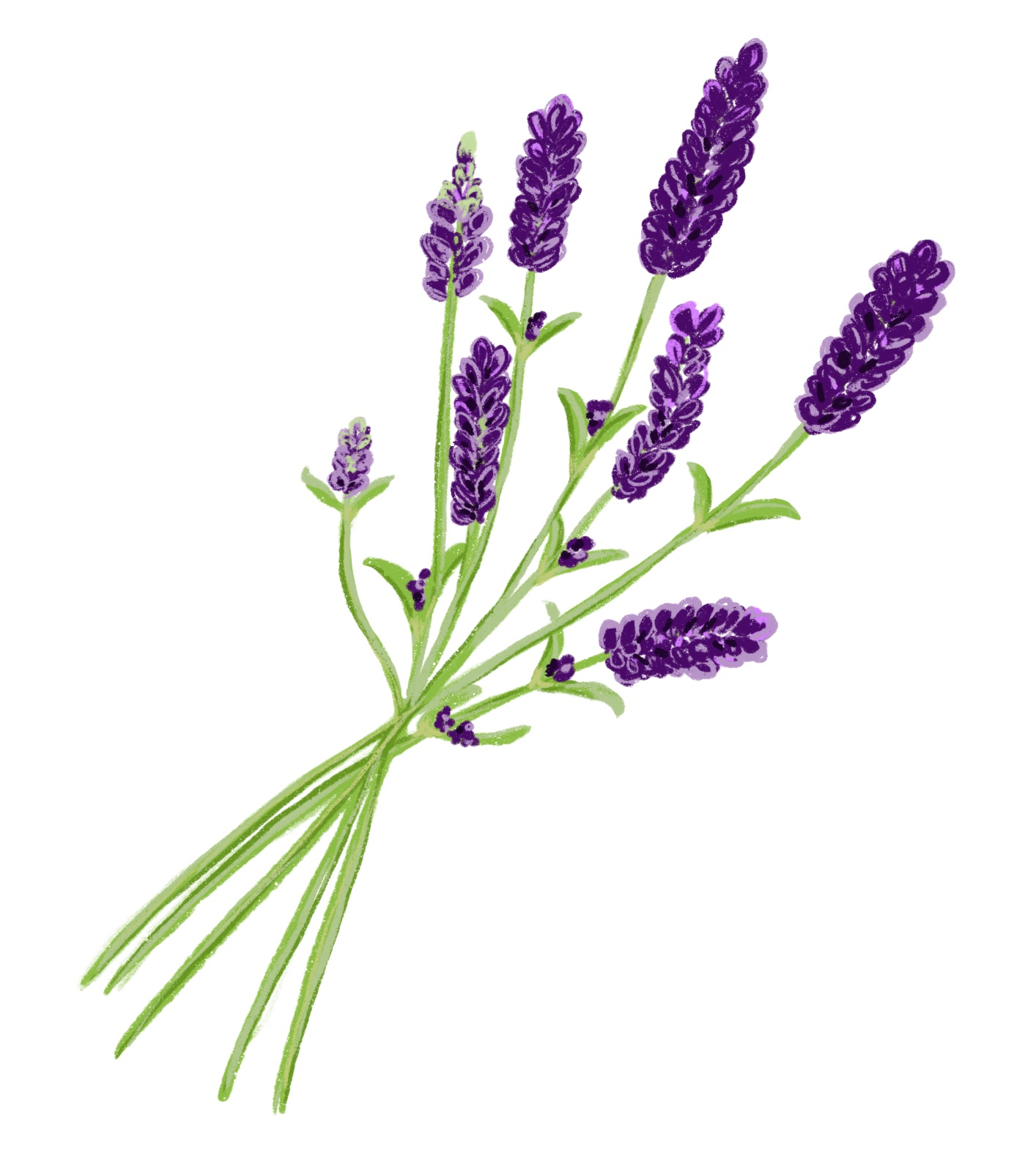 ラベンダーイラスト.jpg