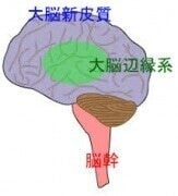 大脳辺縁系.jpg