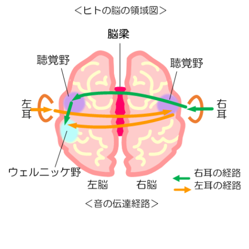 脳みそ.png