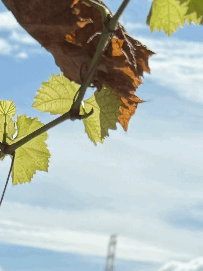 tempImageCltXUA.gif