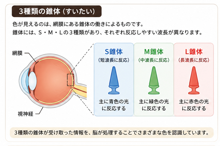 cone_types.png