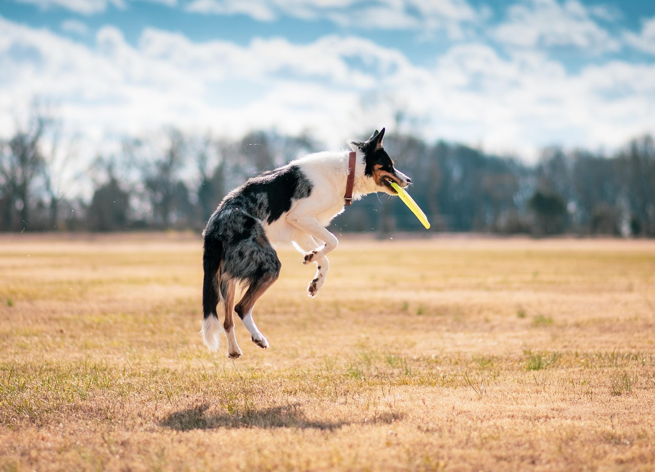 dog-8170199_1280.jpg