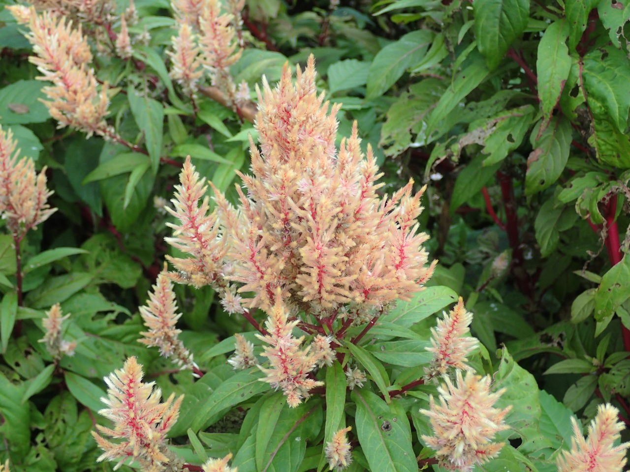 PA120390.JPG