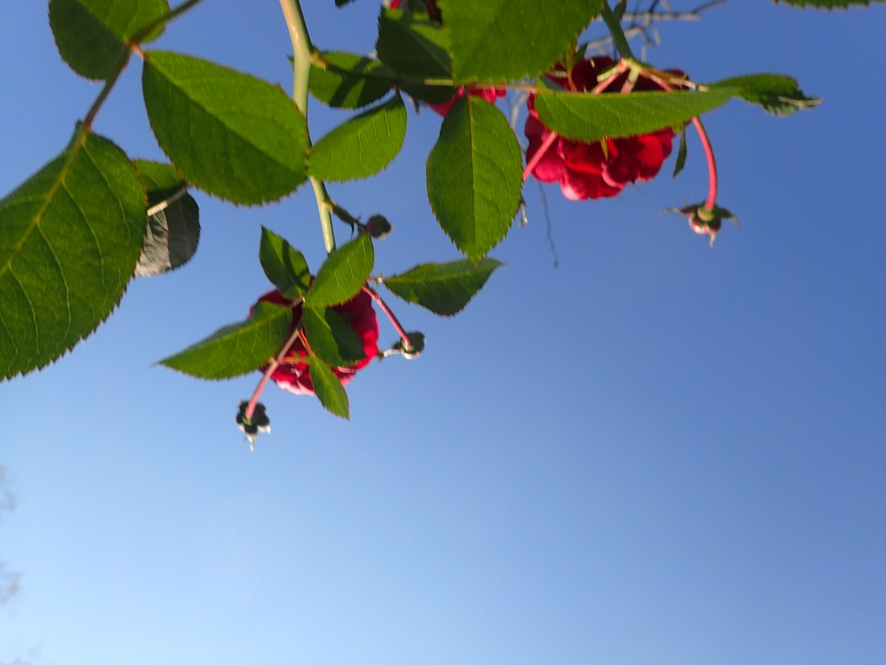 PB160289.JPG