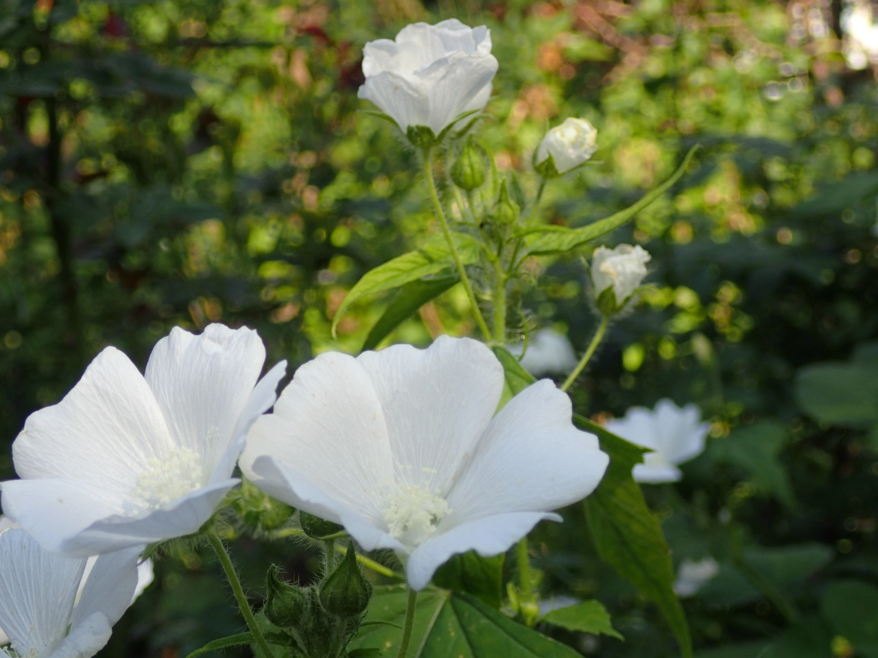PB160686.JPG