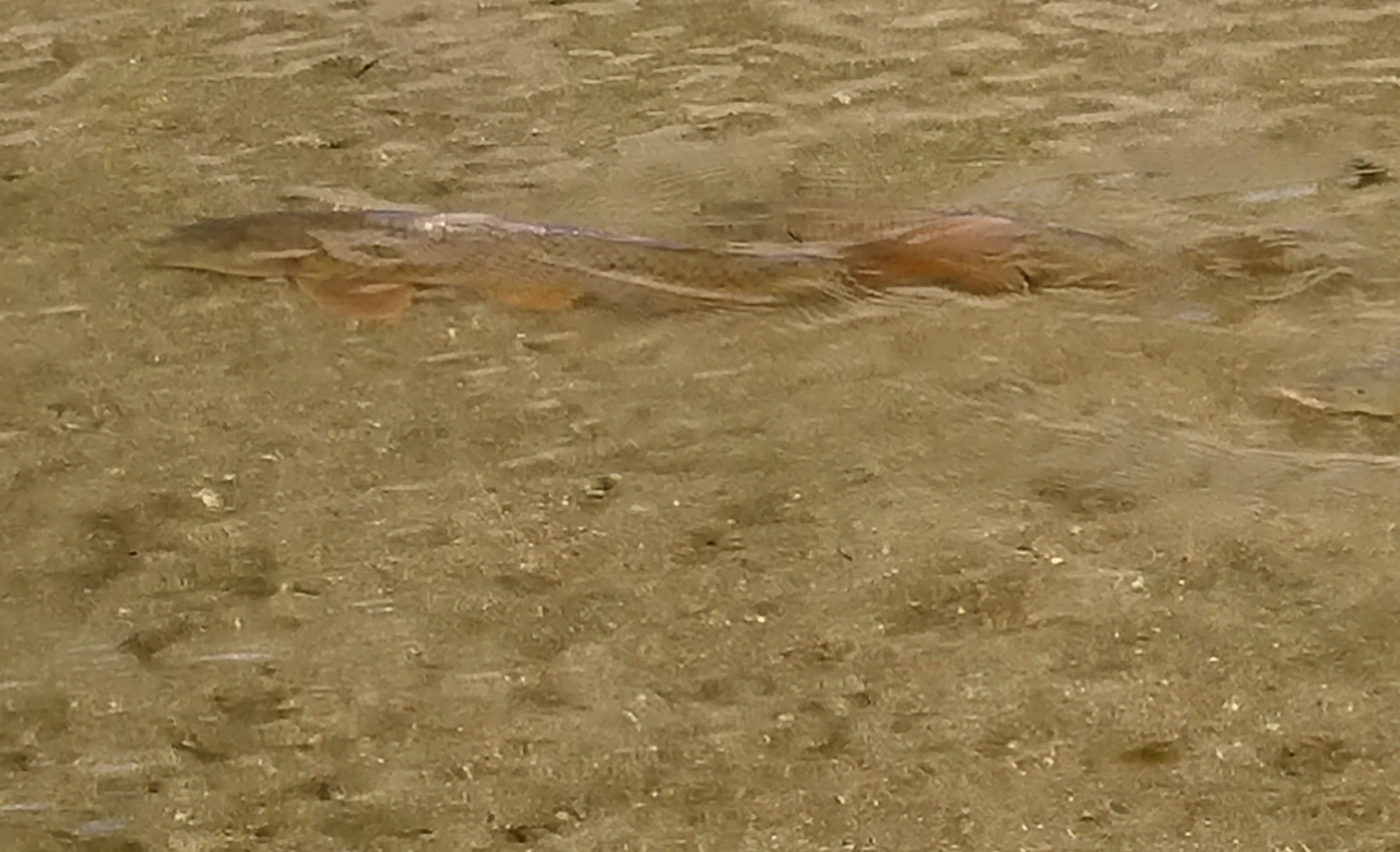 DSC_0357~3.JPG