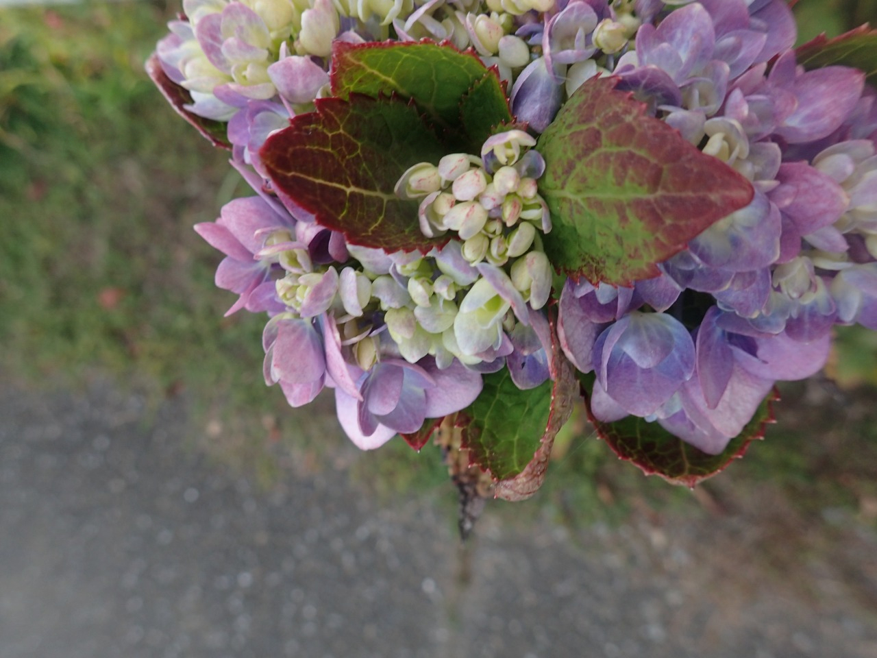 PB130225.JPG