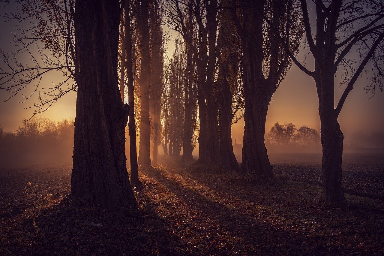 Free_forest-7601671_1280.jpg