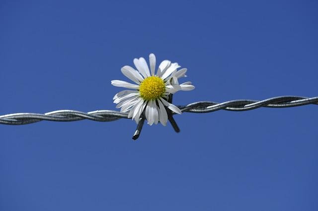 daisy-3419545_640.jpg