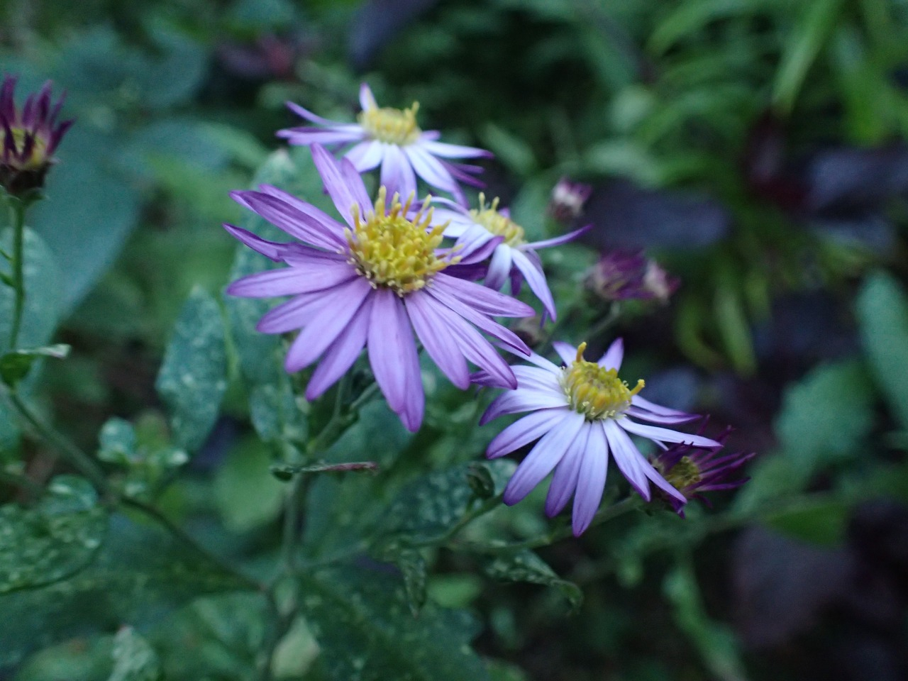 PB081497.JPG