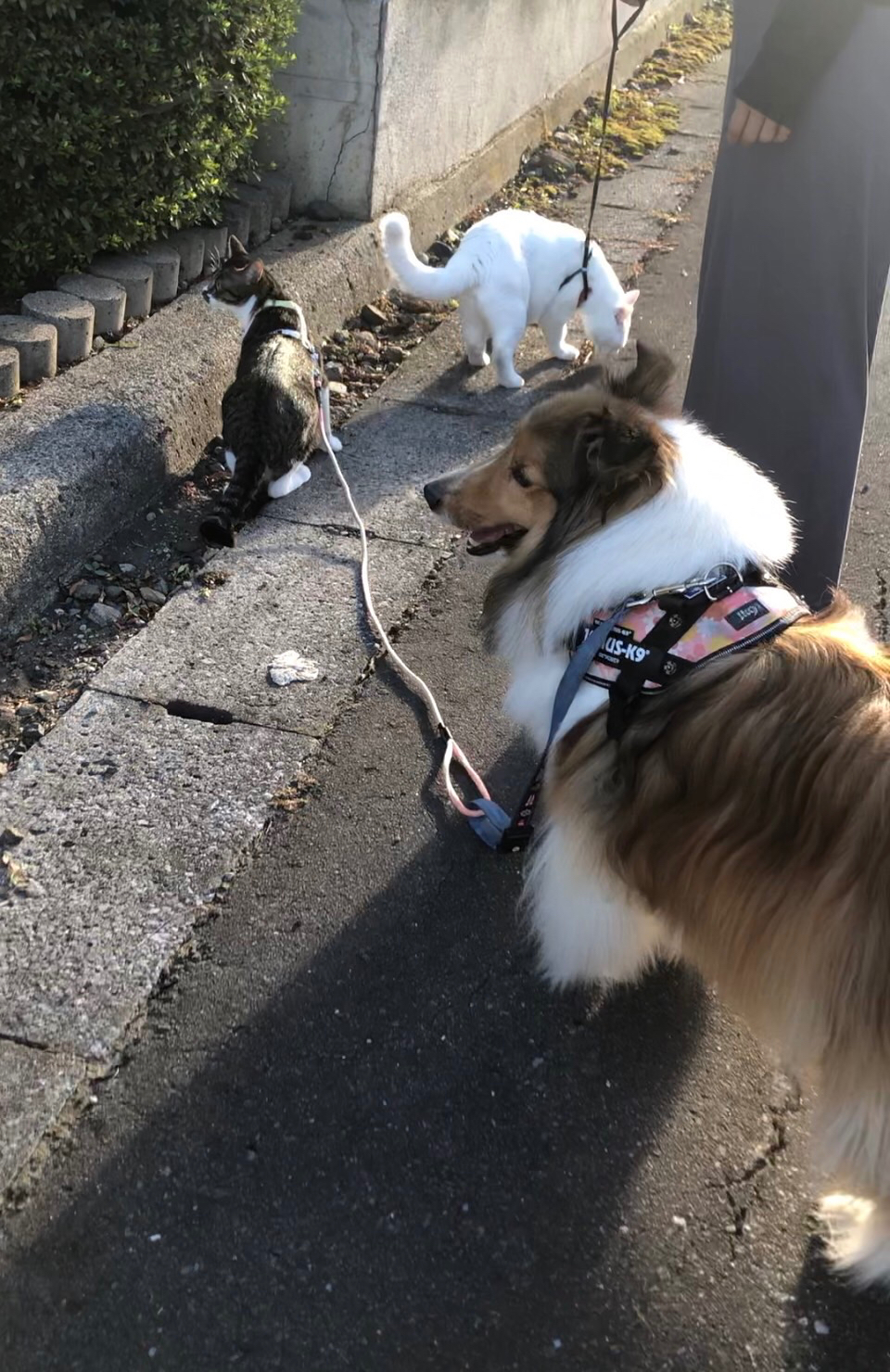 S__84443139.jpg