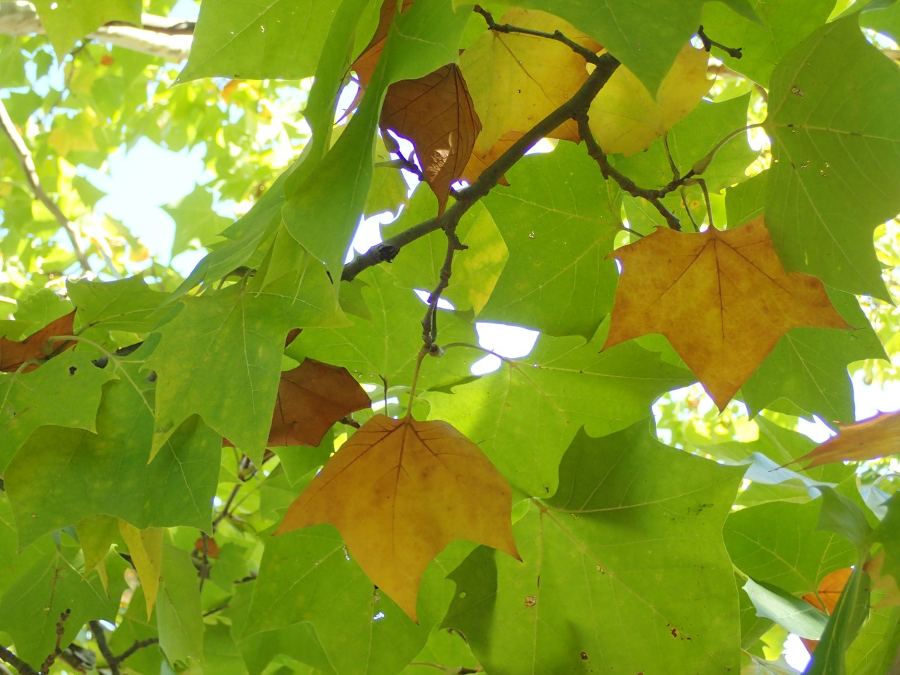 PA220858.JPG